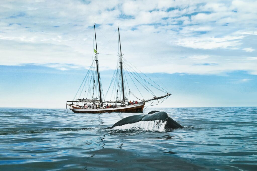 Humpback whale close to schooner Opal